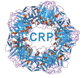 血清淀粉样蛋白A